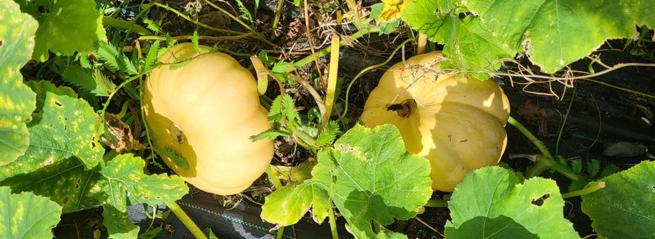 Squash growing out of a covered heap of partially decomposed material - Phot by Richard taken 24/09/20269