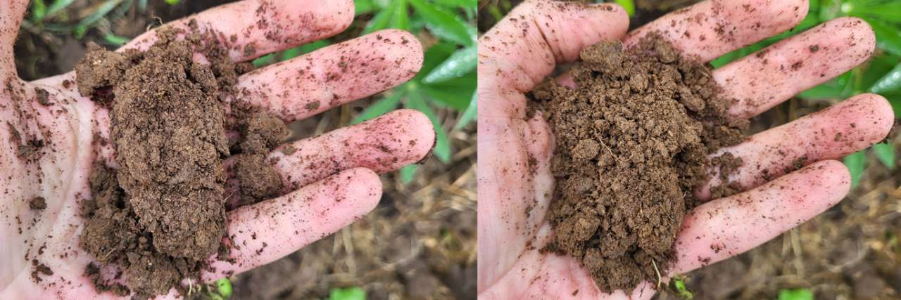 Loam soil holds together when squeezed but crumbles easily - Photo by Richard (AGC) 27/07/26