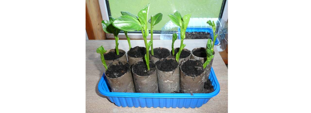 Broad beans germinated in the re-used cardboard innards of toilet rolls - Image taken by Richard (AGC) 15 February 2025.