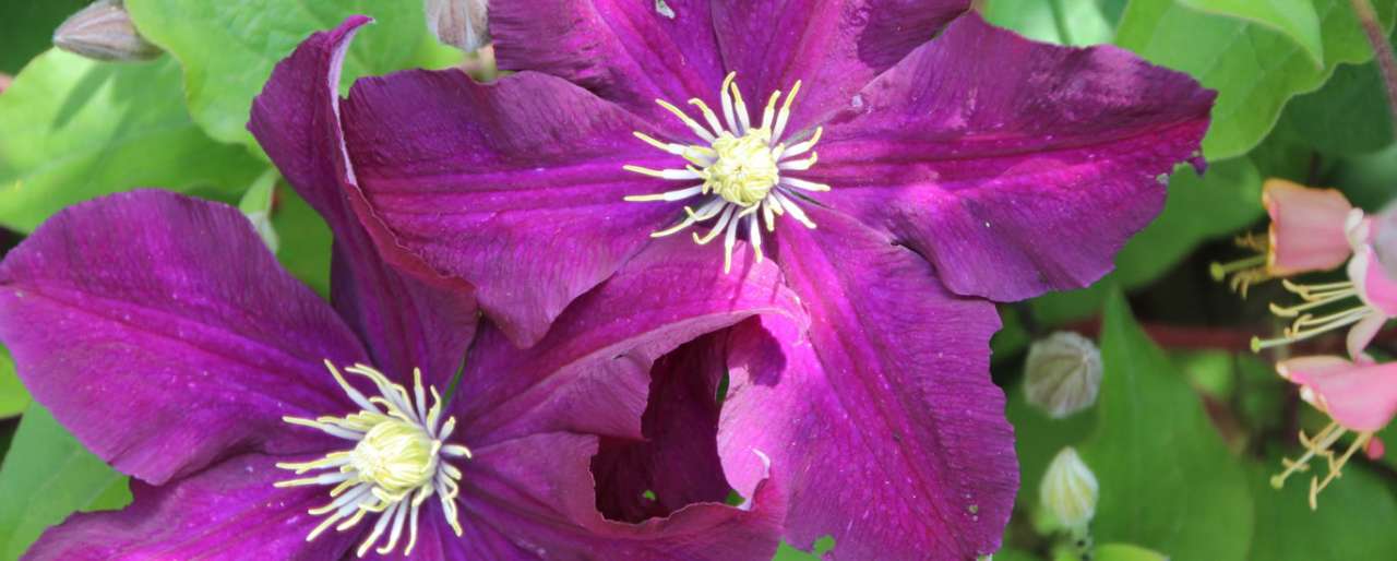 Clematis 'Star of India' - Image by Etienne GONTIER from Pixabay