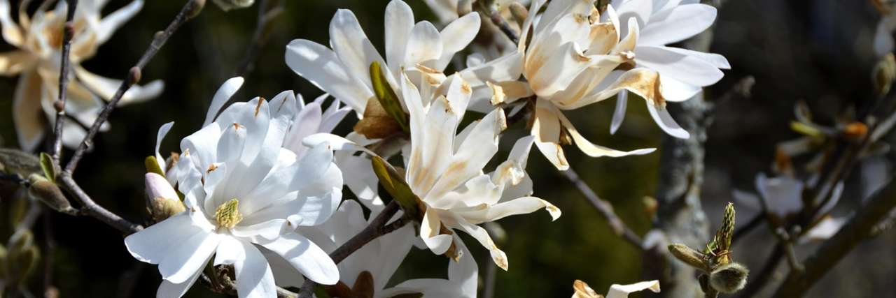 Magnolia stellata - Image by Annette from Pixabay
