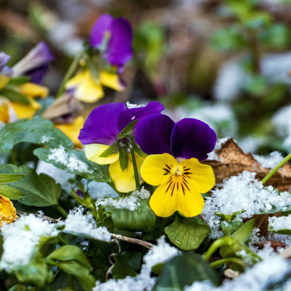 Winter pansies - Image by stilfee from Pixabay