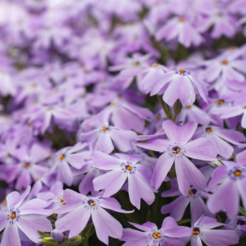 Phlox subulata - Image by Michaela from Pixabay