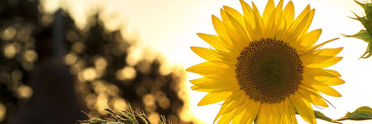 Sunflower in a field at sundown - Image by Mircea Ploscar from Pixabay