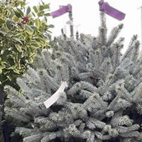 Picea glauca 'Super Blue' -  Photo taken at Ardcarne Garden Centre, Boyle – 30/11/2025