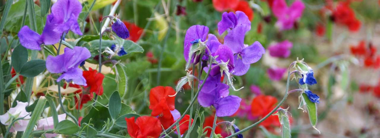 Sweet Peas ready for picking - Image by ivabalk from Pixabay