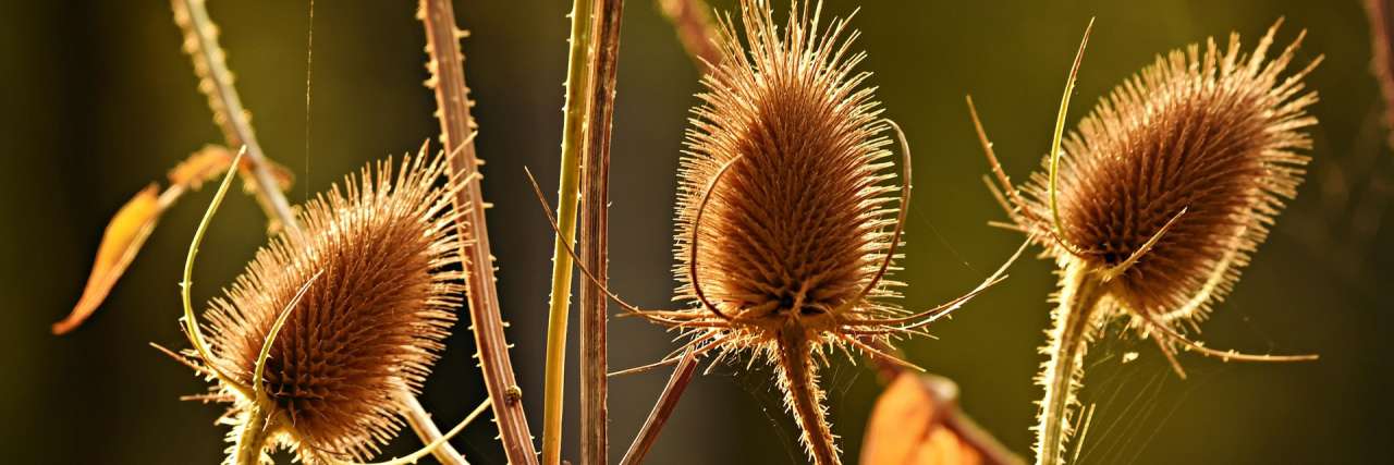Teasel Seed Heads- Image by Mabel Amber from Pixabay