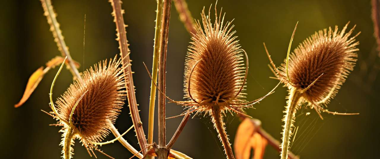 Teasel Seed Heads in Late Autumn - Photo by Mabel Amber from Pixabay