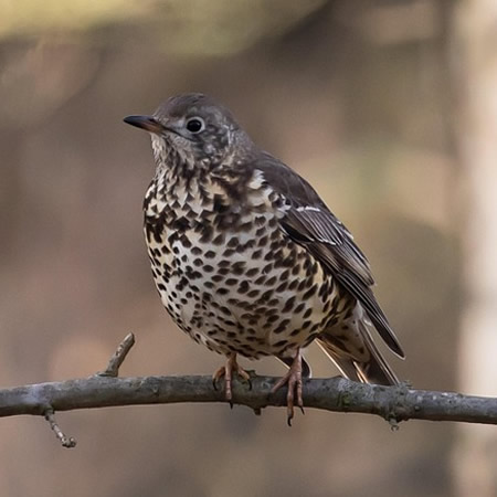 Song Thrush - Image by Kev from Pixabay
