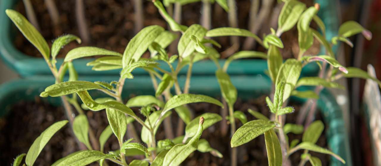 Tomato seedlings on propagator trays - Image by Andreas Göllner from Pixabay