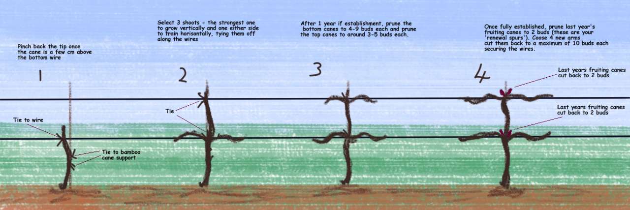 Training your grapes using the '4-Cane Single-Trunk Kniffin' method