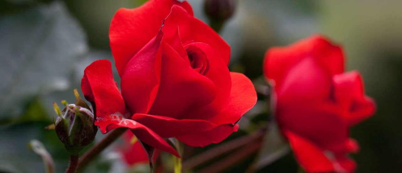 Trumpeter Rose - Photo by Yoko Nekonomania (CC BY-SA 2.0)