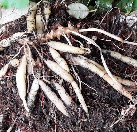 Alstroemeria Tubers