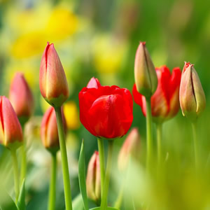 Red Tulips - Image by katerinavulcova from Pixabay