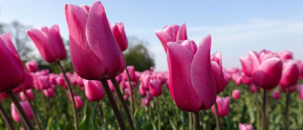 Field of pink tulips - Image by Aline Dassel from Pixabay
