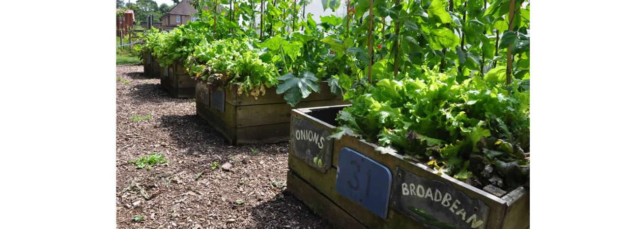 Raised bed Veg Patch at Two Moores Primary School, Tiverton - photo by Lewis Clarke (geography.org.uk - CC BY-SA 2.0)