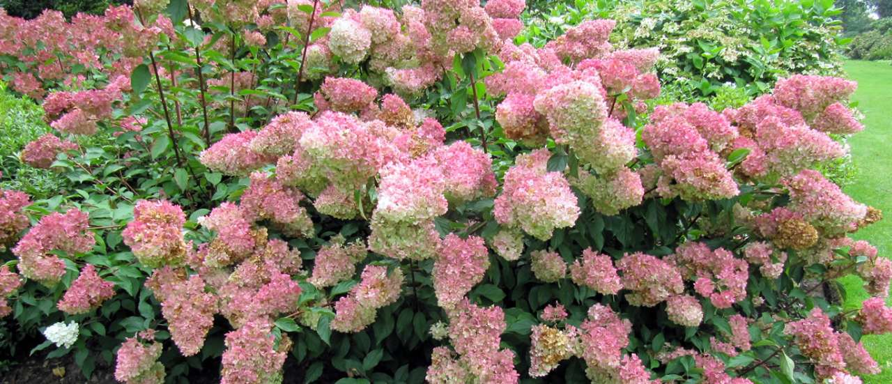 Hydrangea 'Vanilla Fraise' - Photo by Leonora (Ellie) Enking (CC BY-SA 2.0)