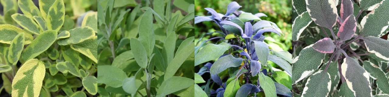 Varieties of sage - Golden, Common, Purple and Tri-Colour