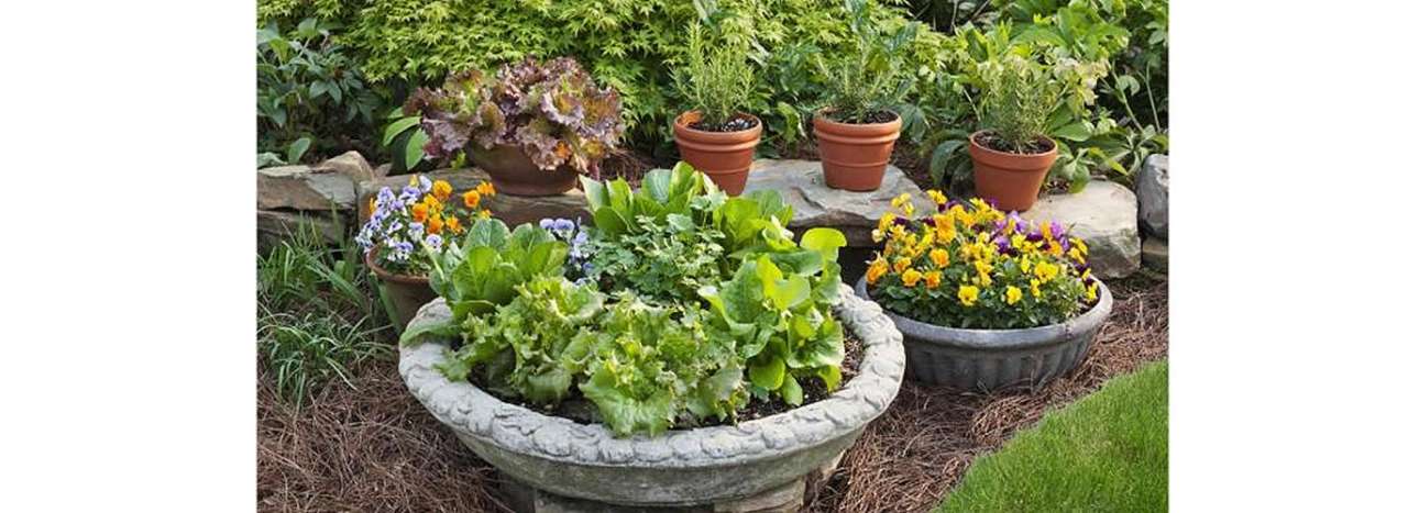 Veg in pots - Photo courtesy of GrowMate (CC BY-SA 4.0)