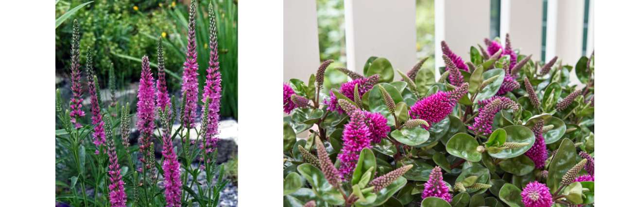 Left - Veronica spicata Rosea - photo by Ghislain118 (CC BY-SA 2.0) & Right - Hebe Donna® Alina Pink Bordeaux - Image courtesy of Addenda