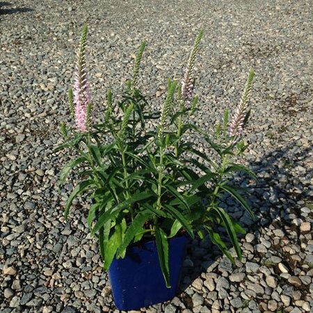 Veronica 'Moody Blues Pink' - Photo by Valleybrook Gardens (Public Domain - CC0)