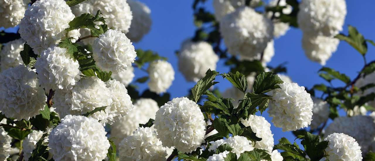 Viburnum Opulus
