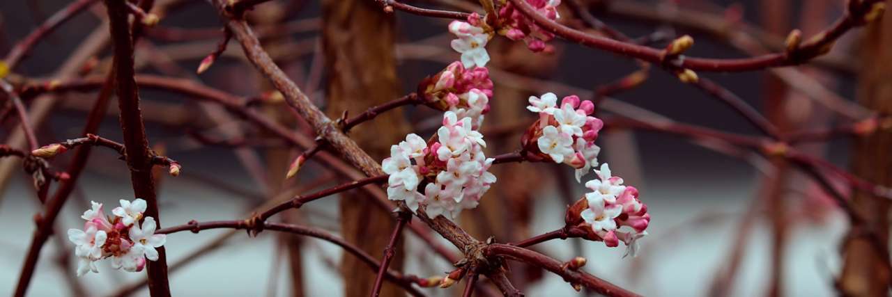 Viburnum is a shrub that maintains its structure through winter - Image by Manfred Richter from Pixabay