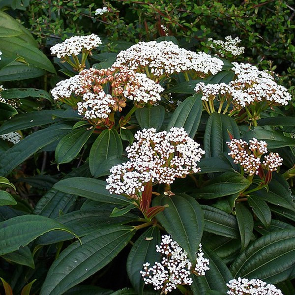 Viburnum davidii - Photo by peganum (CC BY-SA 2.0 on Flickr)