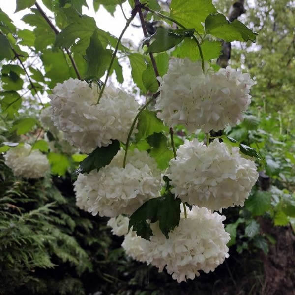 Viburnum opulus - Photo by Espuelas Leticia (CC0 1.0 Pl@ntnet)