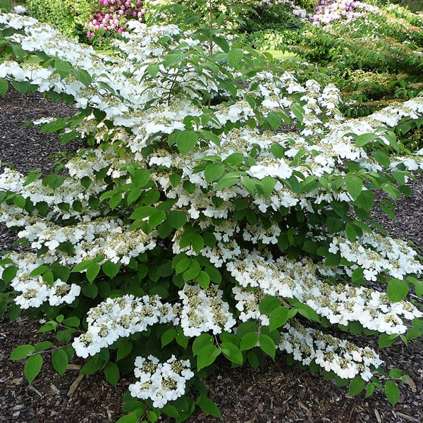 Viburnum plicatum - Photo by W.Baumgartner (CC BY-SA 3.0)