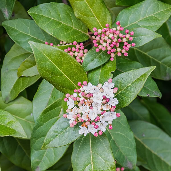 Viburnum tinus - Photo by Krzysztof Golik (CC BY-SA 4.0)