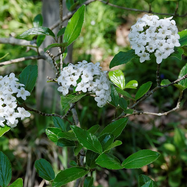 Viburnum x burkwoodii - Photo by Yelkrokoyade (CC BY-SA 4.0)