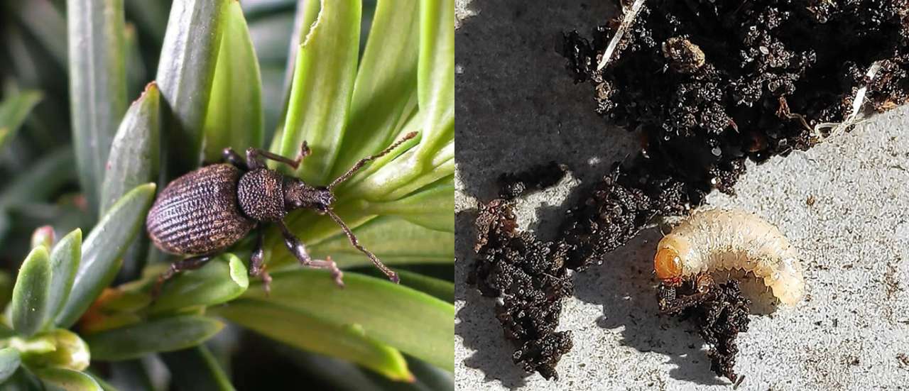 Vine weevil and its larvae - Public Domain Image (left) - Photo by Photo by Marek Ślusarczyk (CC BY-SA 3.0) (Right)