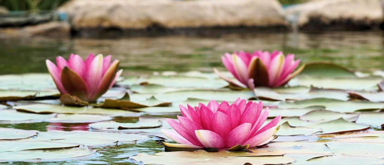 Waterlilies - Image by Andreas Lischka from Pixabay
