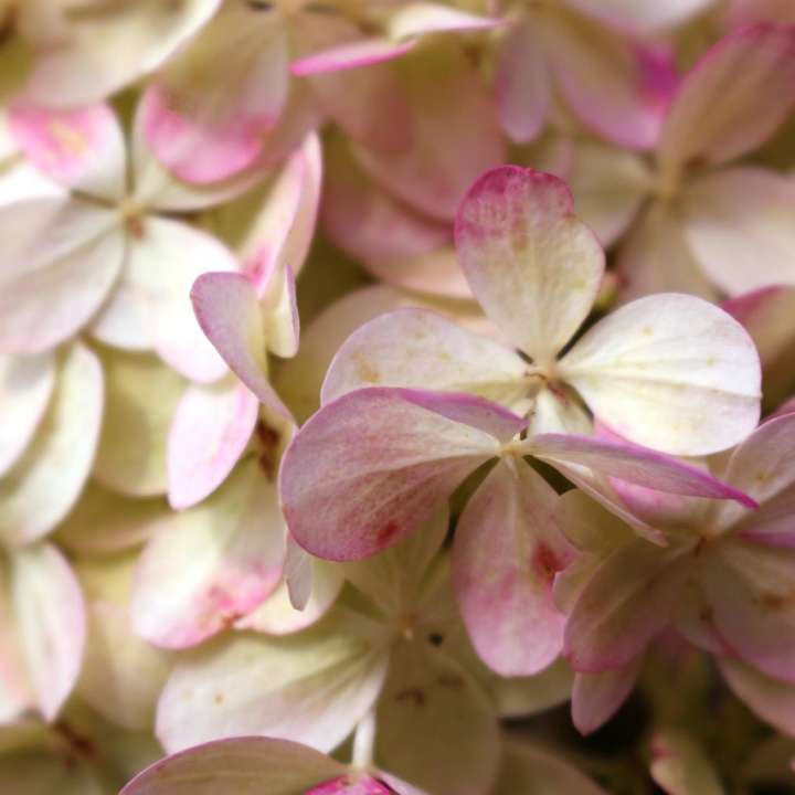 Dusky pink blushed petals - Image by Sandra Ferentschik from Pixabay