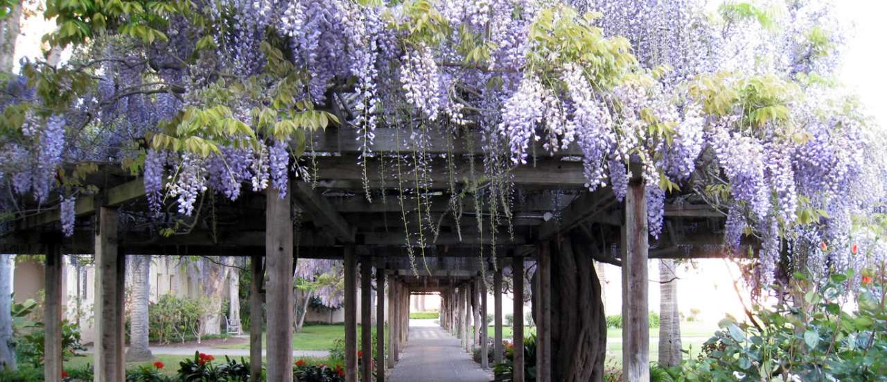 Wisteria on pergola - Photo by Dvortygirl (Flickr - CC BY-SA 2.0)