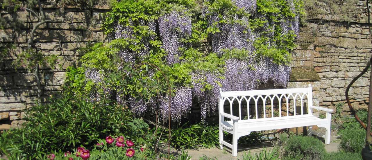 Wisteria trained across a wall - Photo taken by Bob Cantwell as par of the Geograph Britain & Ireland Project (CC BY-SA 2.0)