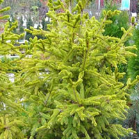 Picea abies 'Wills Zwerg' - Photo taken at Ardcarne Garden Centre, Boyle – 17/10/2025