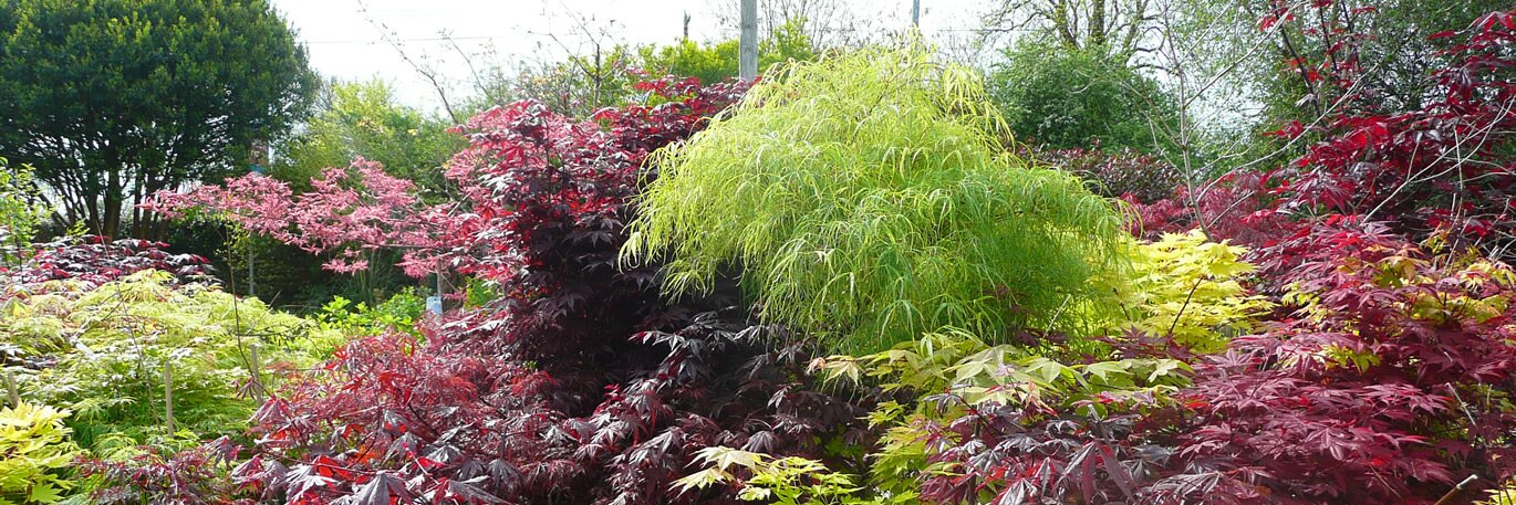 20% off Ornamental Trees