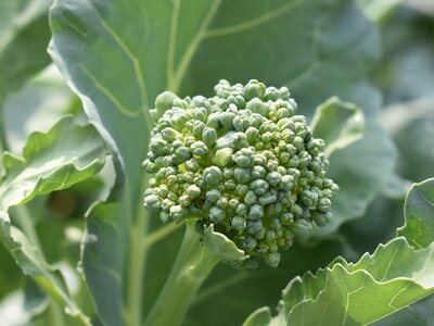 Broccoli (Sprouting)