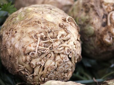 Celeriac
