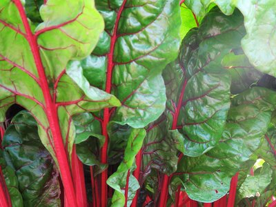 Chard & Perpetual Spinach