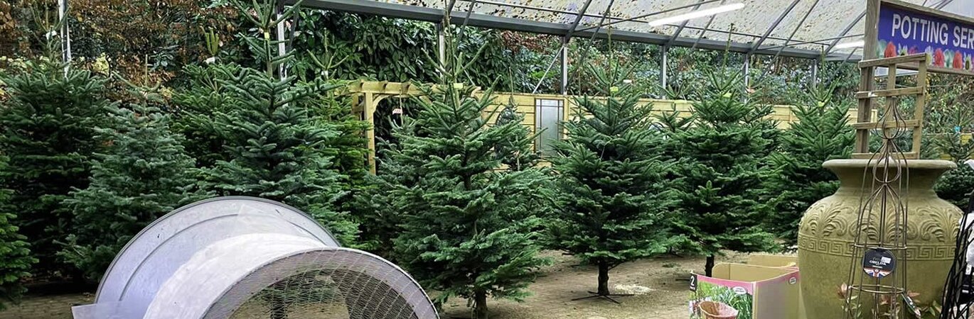 Fresh Christmas Trees Now In!
