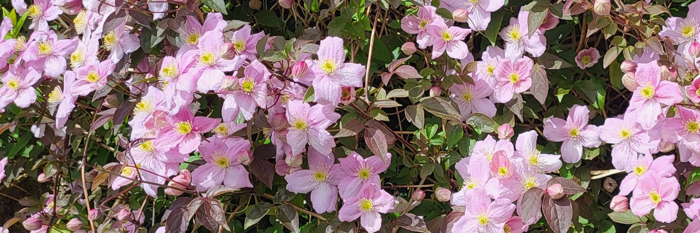Clematis - Planting & Pruning