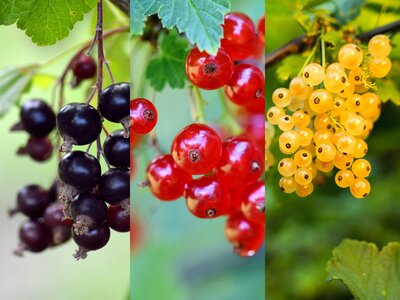 Currants (Black, Red & White)