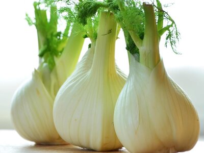 Fennel (Bulb)