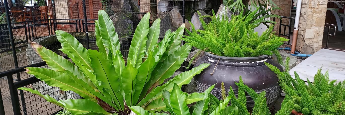 Ferns - Not Just Plants for Shade