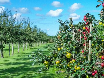 Fruit Trees - General Growing Guide