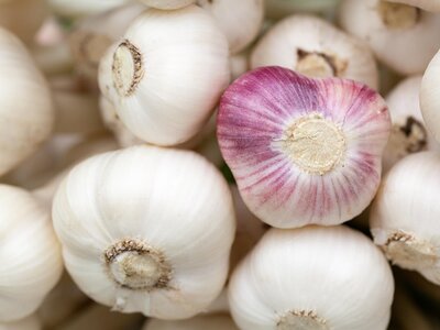 Garlic