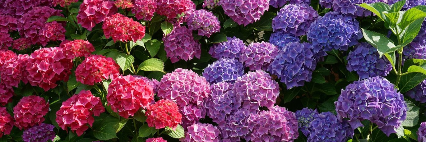 Hydrangeas